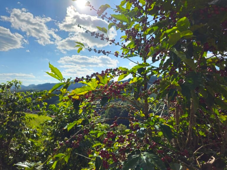 CAFES DE ALBERTINA MG